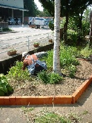 母、草むしり中