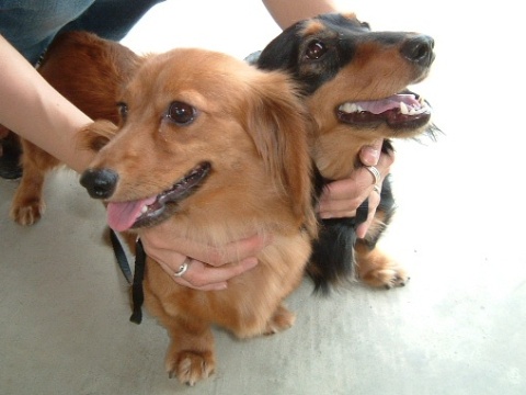 おともだちのワンちゃんたち