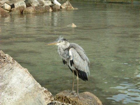 かささぎさん？