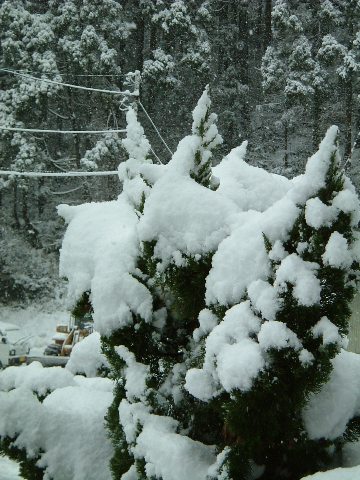 雪が降ってます。