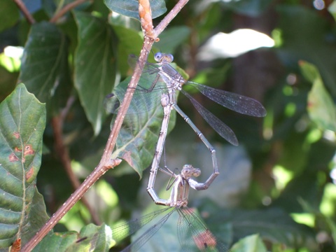 Denver Botanic Gardens