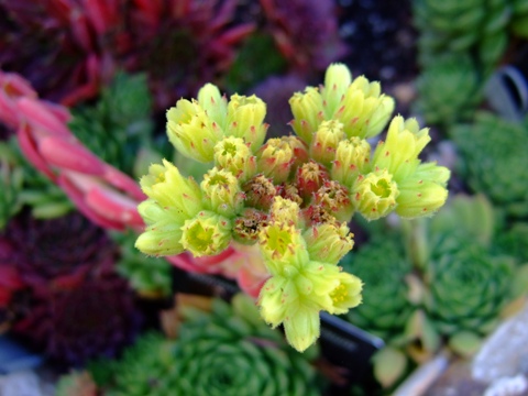 Denver Botanic Gardens