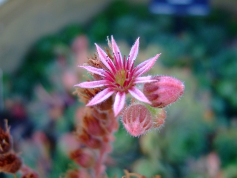 Denver Botanic Gardens