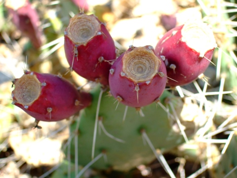 Denver Botanic Gardens