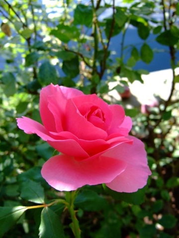 Denver Botanic Gardens