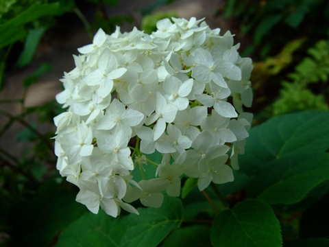 Denver Botanic Gardens