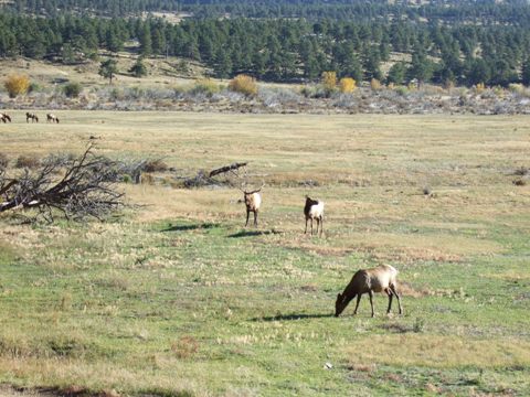 Elk in Rocky Mountains