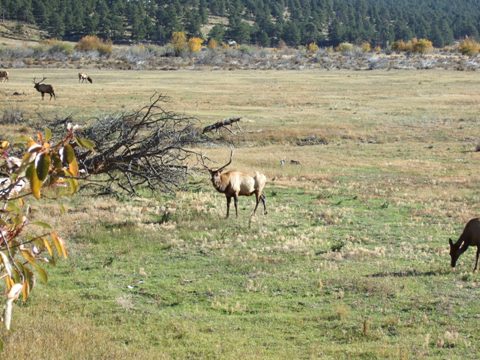 Elk in Rocky Mountains