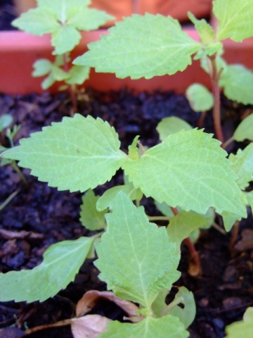 生長しない大葉ちゃん