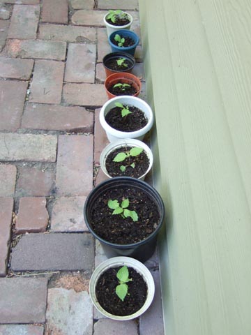 間引き後の大葉ちゃん