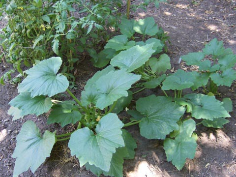 ズッキーニとミニ菜園