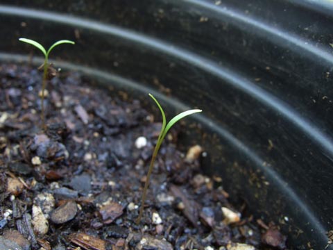 芽が出始めたディル