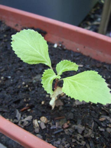 さらに間引きした大葉ちゃん