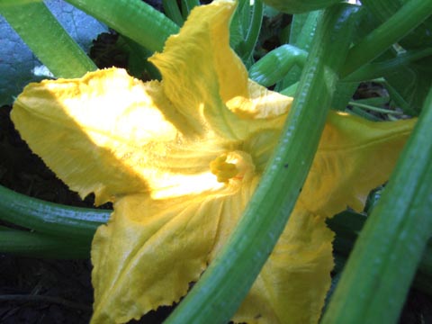 ズッキーニの雌花