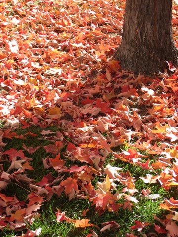 短い紅葉の季節