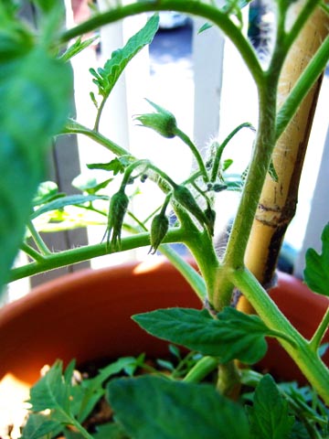 トマトの花のつぼみ