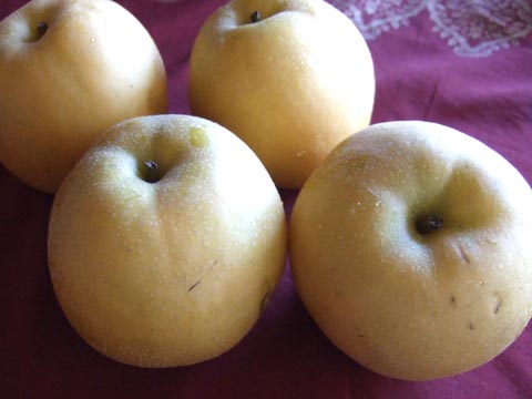 Apple Pear : 梨