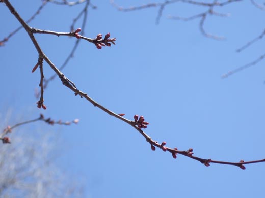 Buds on Trees