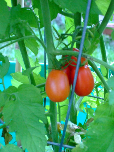 プチトマト・2011