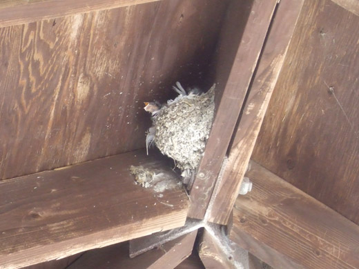 Swallow Chicks in the Antelope Island