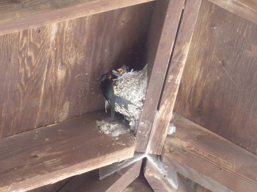 Feeding Swallow in the Antelope Island
